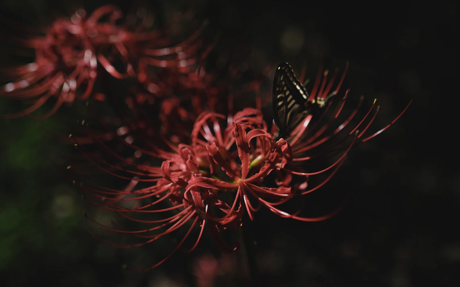 Suuri punainen amaryllis-kukinto trumpettimaisilla terälehdillä lähikuvassa.