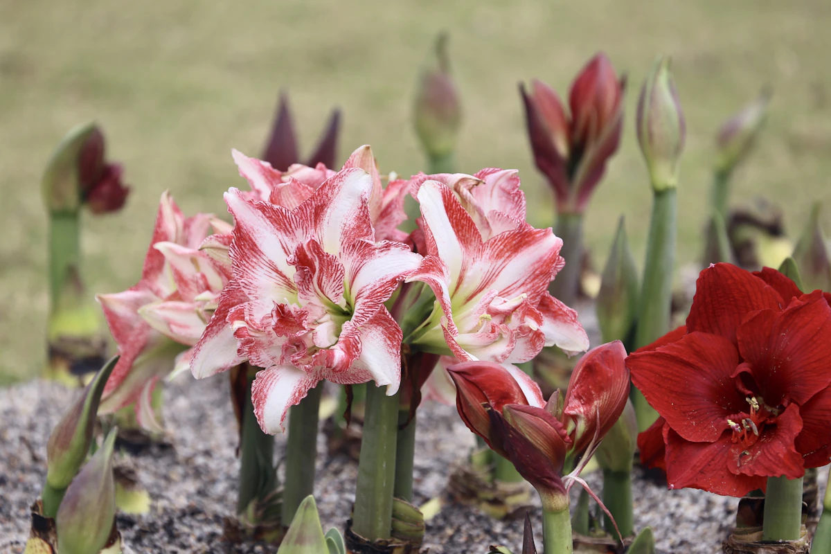 Hippeastrum-sipuli ja kukinto vierekkäin