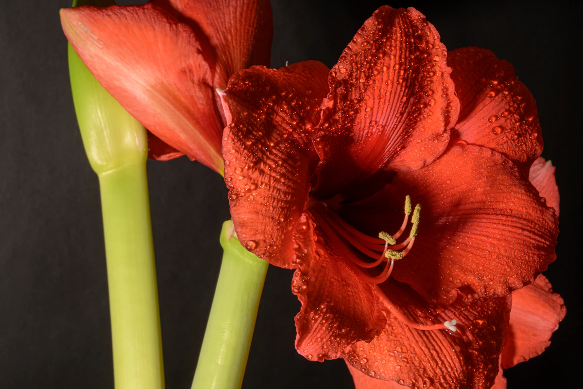 Amaryllis-sipulin istutus ruukkuun