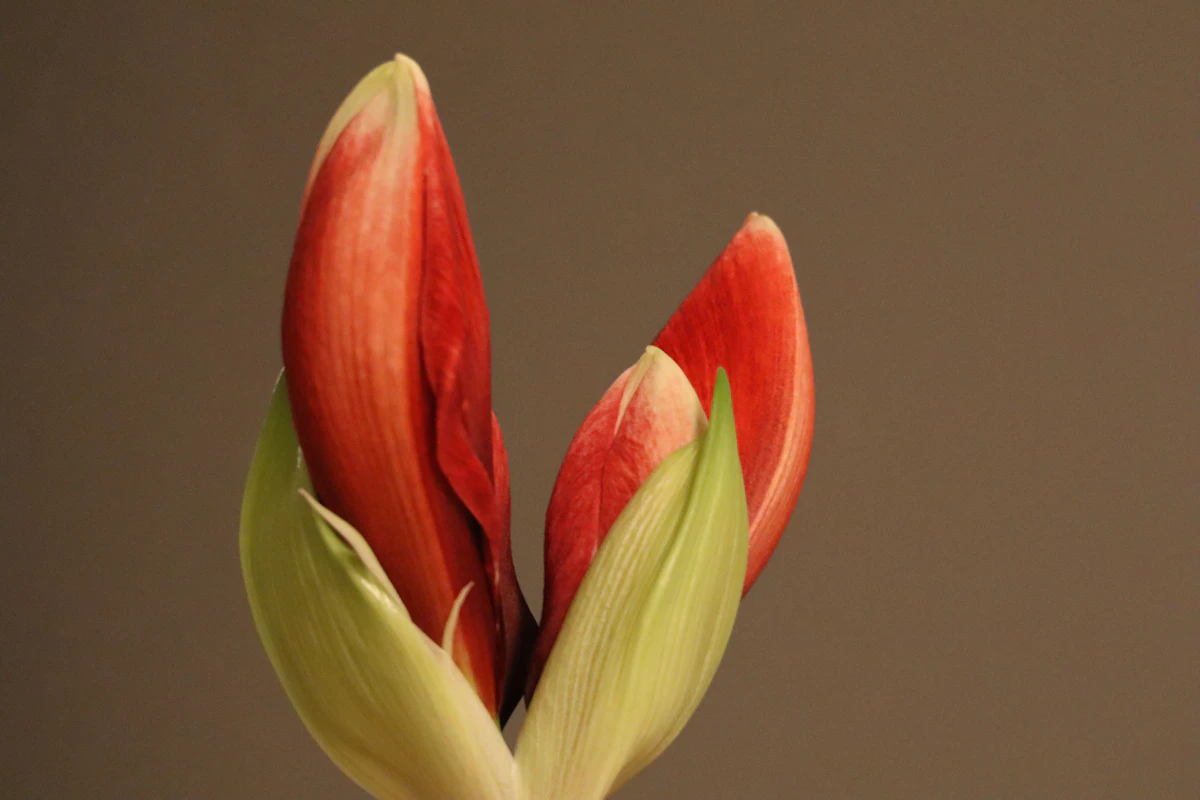 Amaryllis lehtikaudella vihreine lehtineen