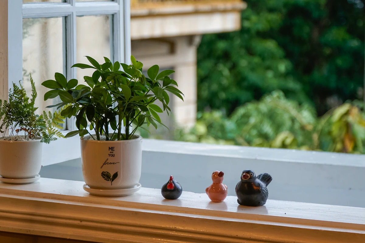 Amaryllis ikkunalla, kukkavarsi taipunut valoa kohti