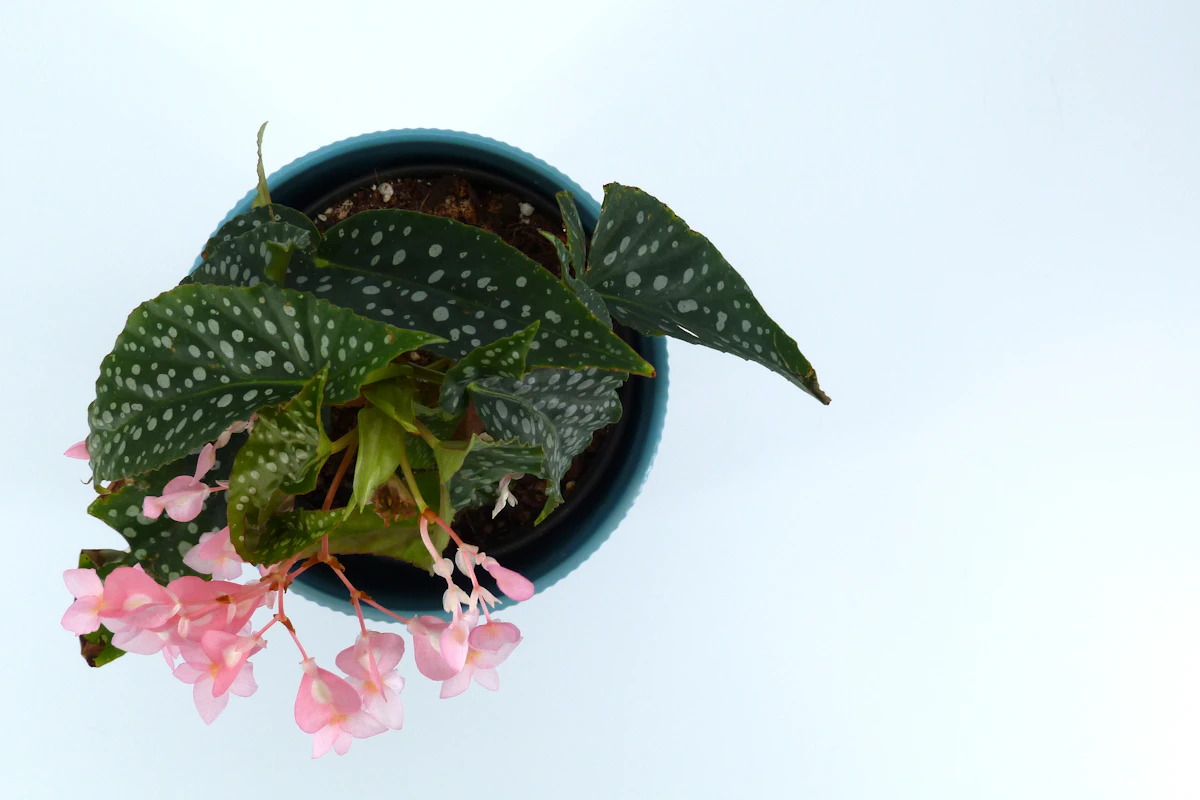 Begonia parvekelaatikossa puolivarjoisalla parvekkeella.