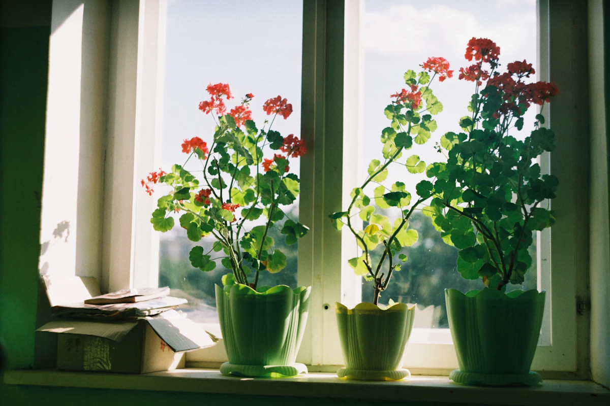 Enkelinsiipi-begonia ikkunalaudalla valoisassa olohuoneessa