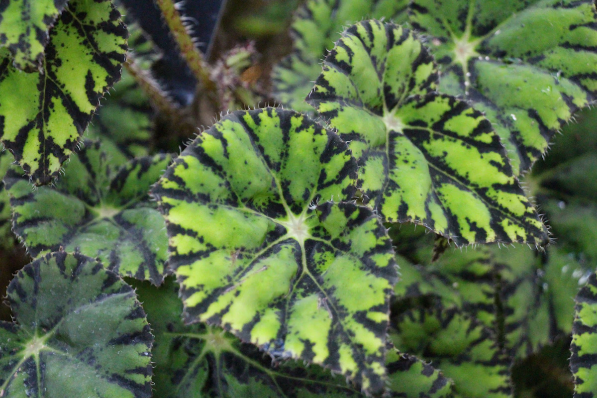 Begonia-pistokas vesilasissa, juuret kasvamassa