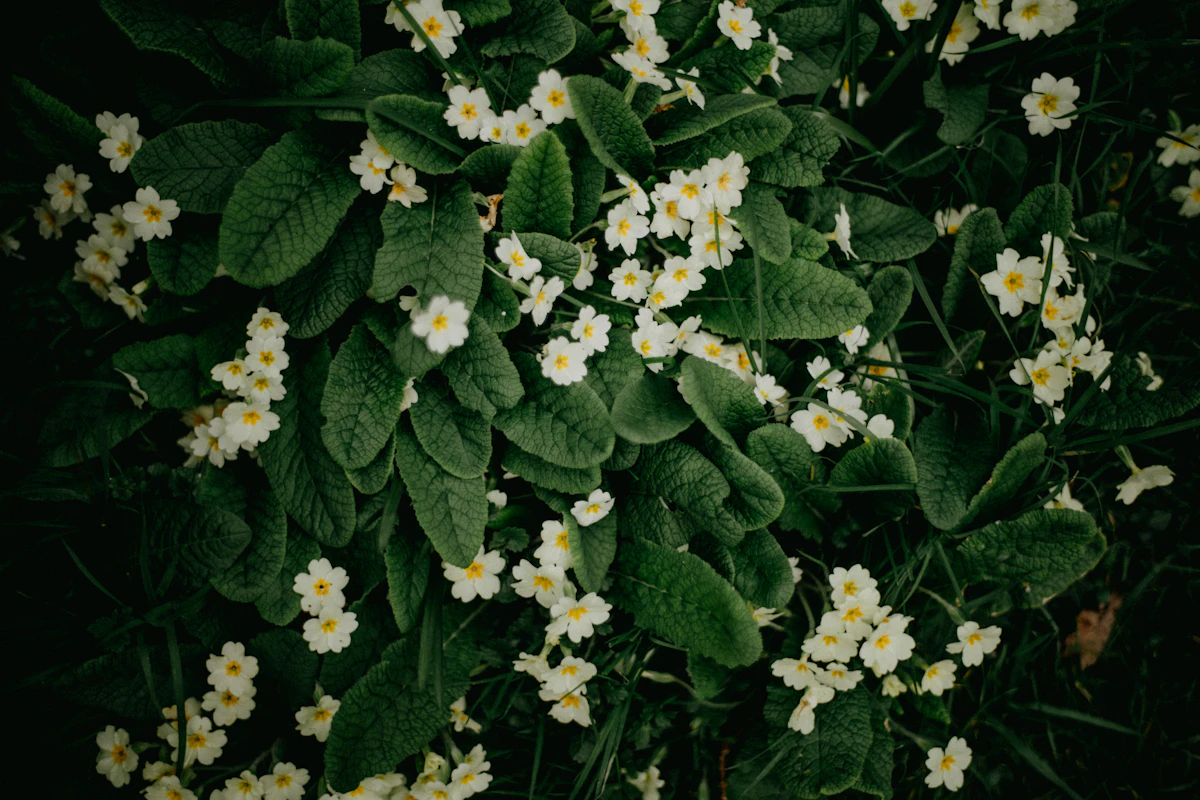 Polyanthus-esikon värikkäitä kukkia kohoamassa pidemmistä varsista