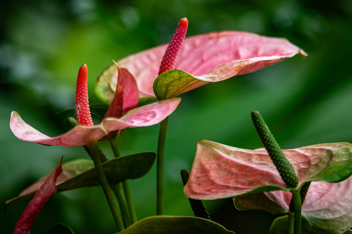 Pikkuflamingokukan kierteinen keltainen spadix ja punainen spata