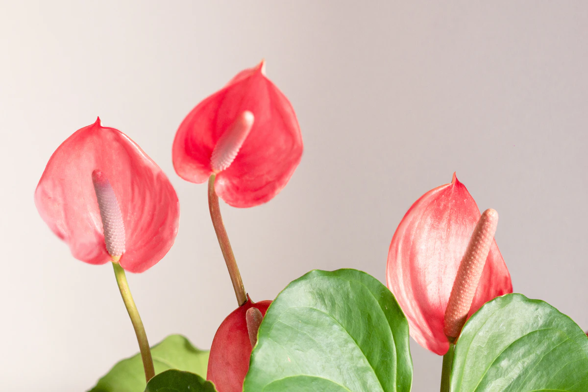 Flamingokukka olohuoneessa lähellä ikkunaa
