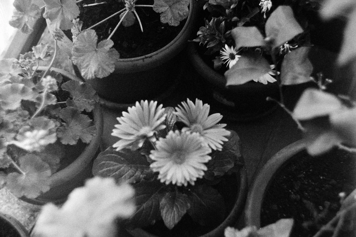 Useita värikkäitä gerbera-kukintoja ruukussa, eri sävyjä keltaisesta punaiseen.