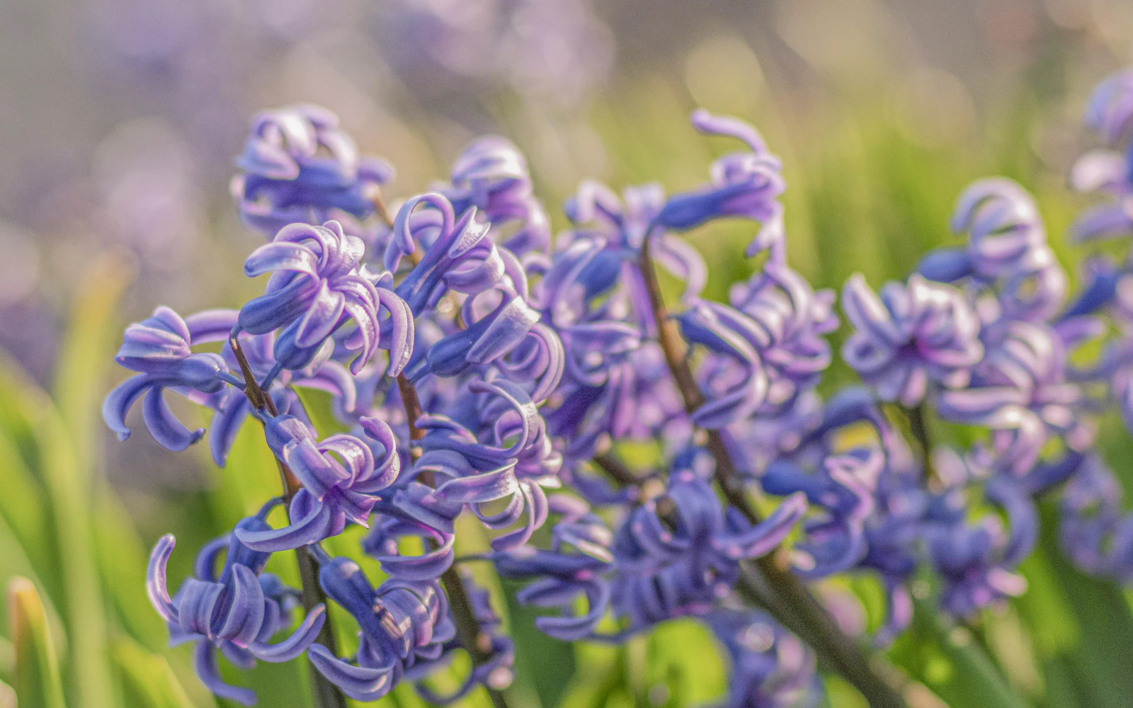 Violetit hyasintit kukassa, vahamaiset terälehdet ja tiheä kukkaterttu lähikuvassa.