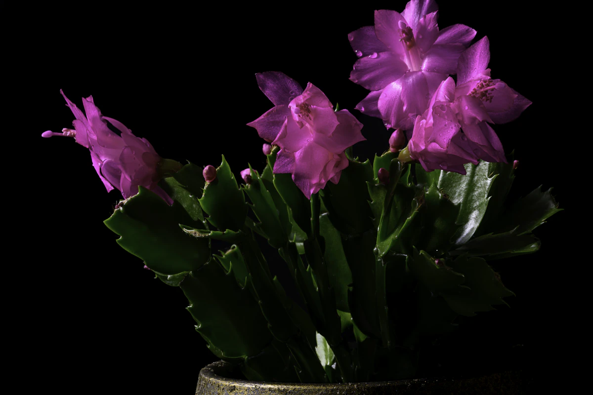 Schlumbergera-suvun lehtikaktuksen jaokkeet, joissa hammasmaiset reunat