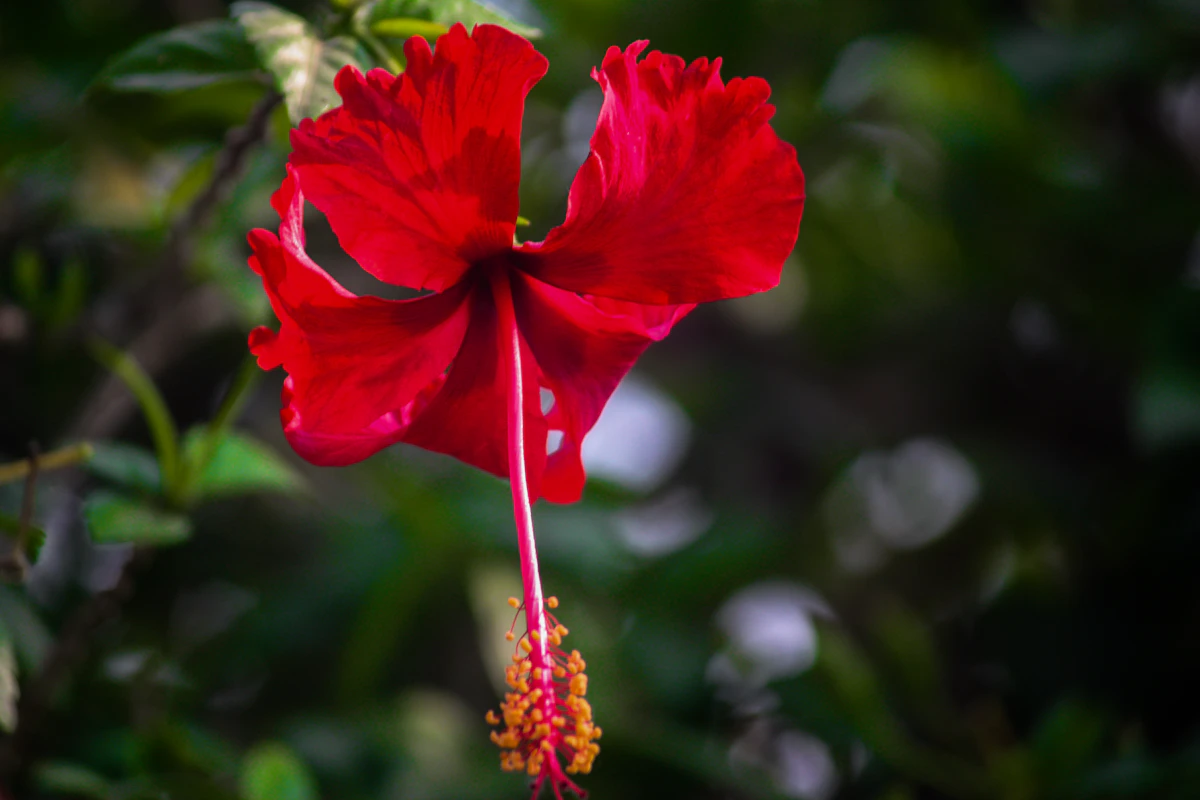 Tarhahibiskuksen kukka – Hibiscus syriacus, lehtensä pudottava ulkopensas