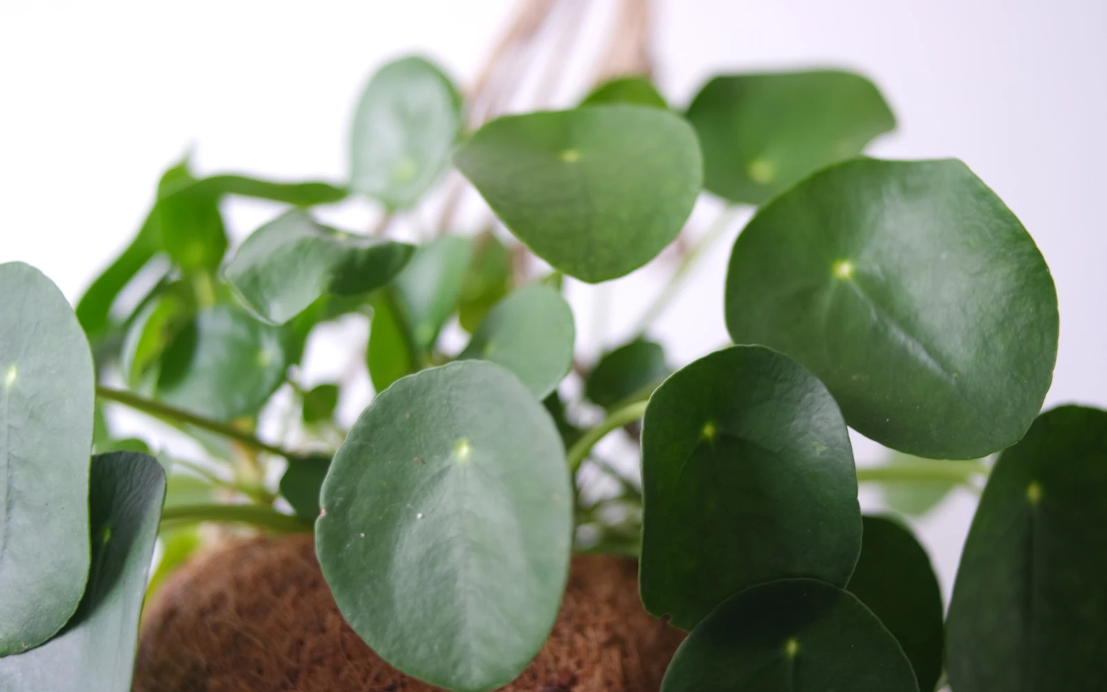 Kilpipiilean pyöreät kiiltävät lehdet pystyvarsissa lähikuvassa.