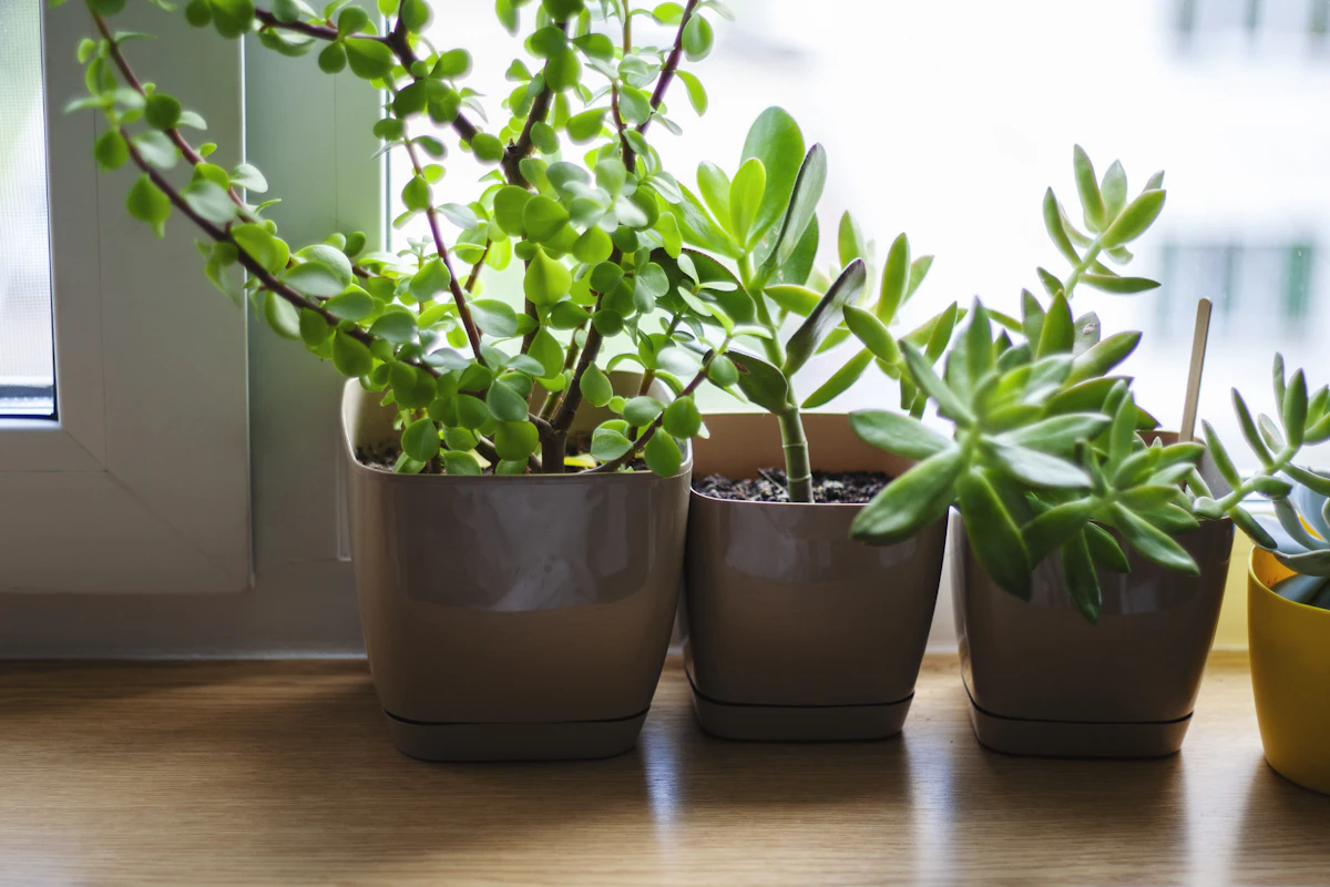 Kilpipiilea ikkunalaudalla valoisassa huoneessa