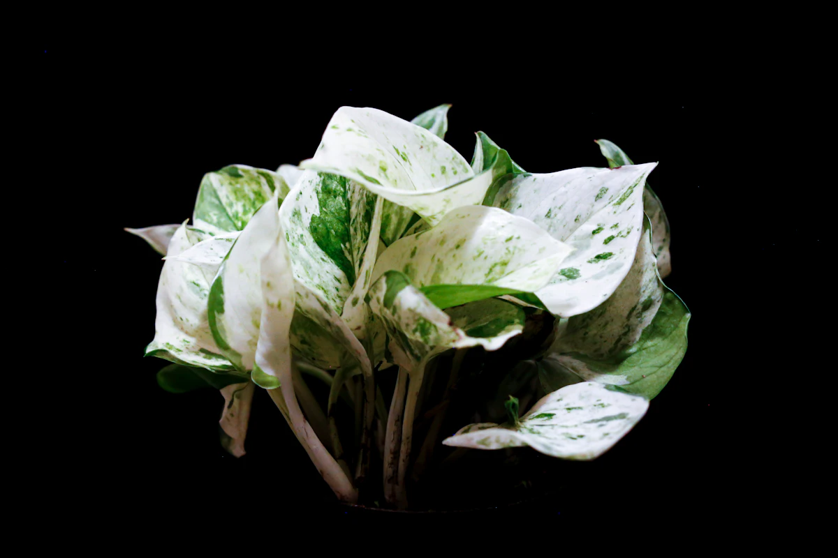 Marble Queen -kultaköynnöksen valkoinen ja vihreä marmorointi