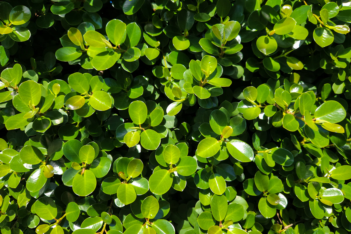 Ficus-suvun kasvi sisätiloissa