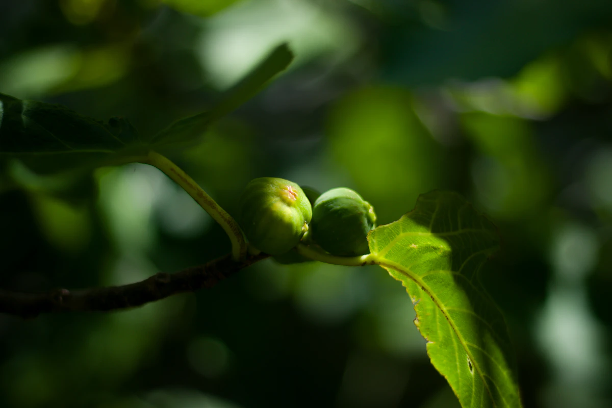 Ficus-lajin lehdet vertailussa: pieni suippo lehti ja suuri soikea lehti