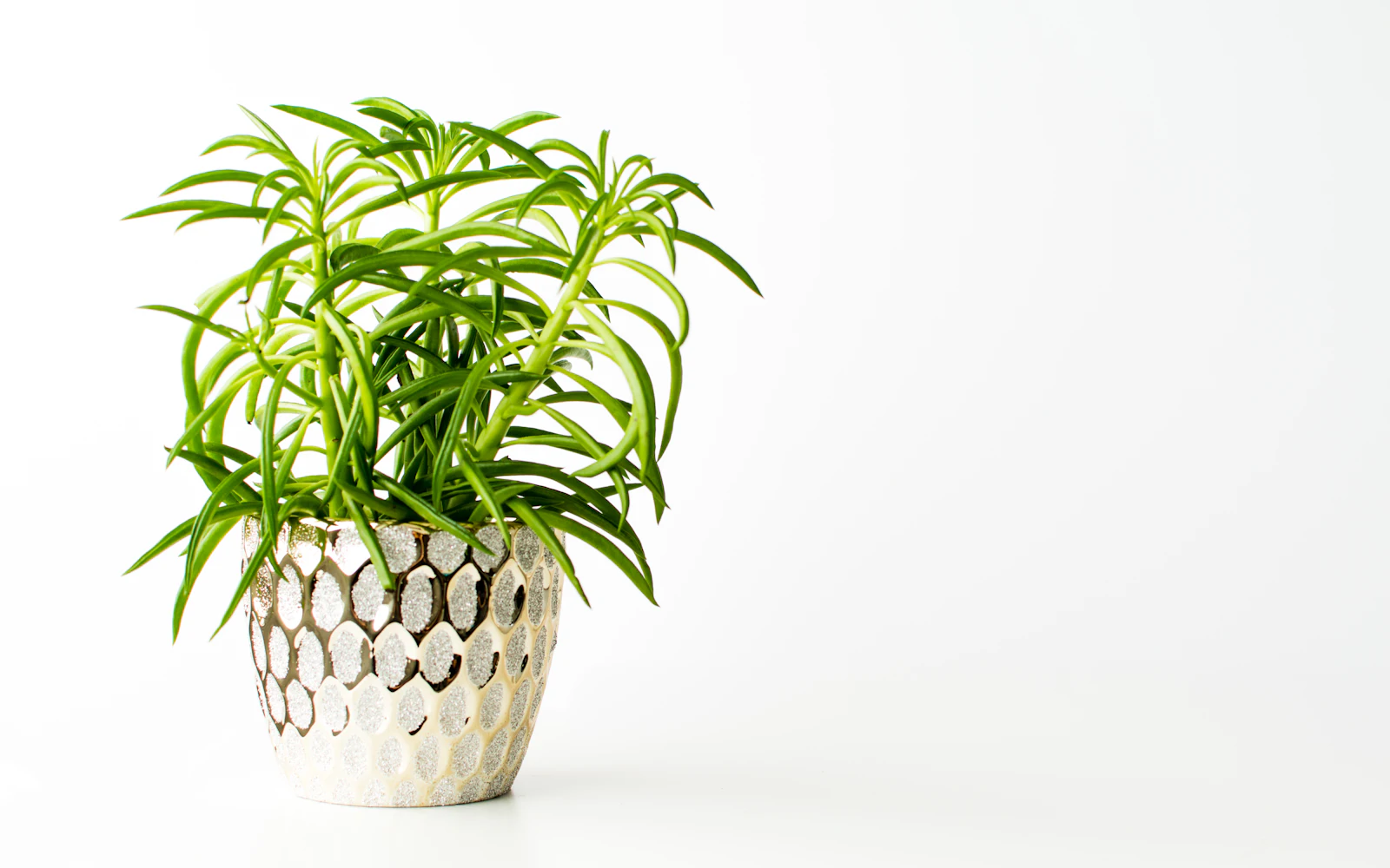 Vihreälehtinen muorinkukka (Peperomia) ruukussa lähikuvassa