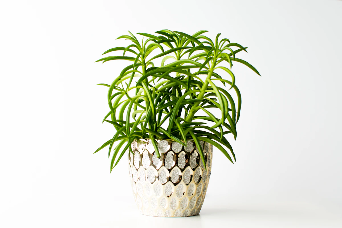 Eri muorinkukkalajien (Peperomia) paksuja vihreitä lehtiä lähikuvassa