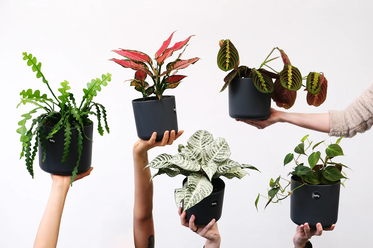 Maranta leuconeura -kasvin lehti tarkasti kuvattuna