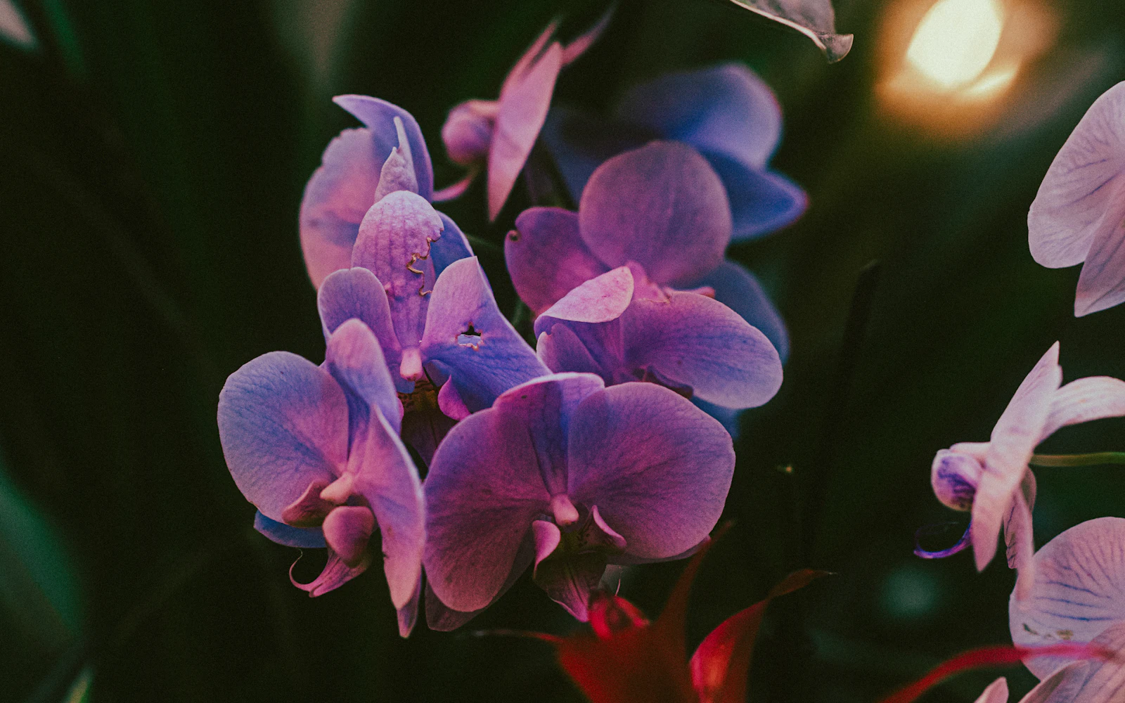 Vaaleanpunaisen orkidean (Phalaenopsis) kukkavarsi täydessä kukassaan ikkunalaudalla.