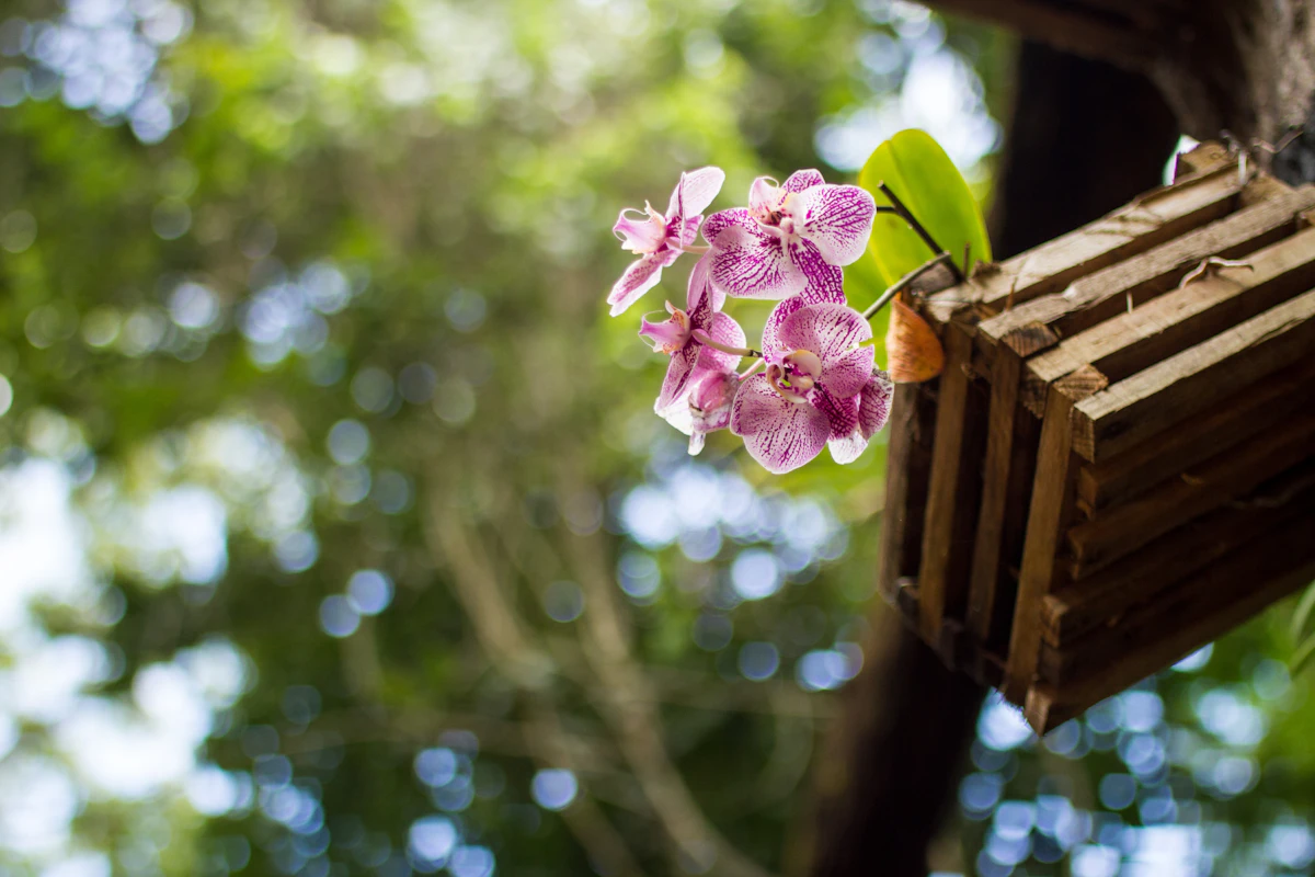 Phalaenopsis-orkidean kasvutapa lähikuvassa: leveät lehdet ja kukkavarsi