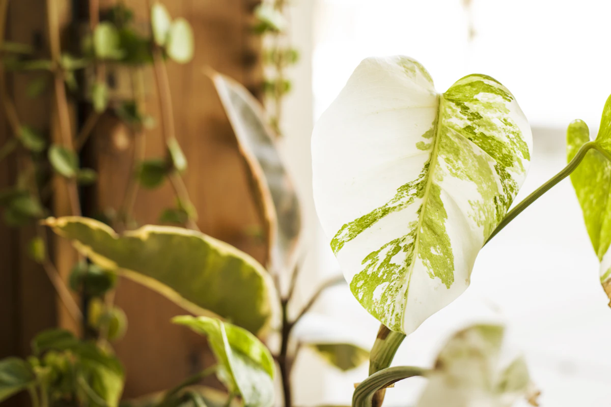 Variegoidun peikonlehden (Monstera Albo) valkoinen-vihreä kuvioitu lehti lähikuvassa