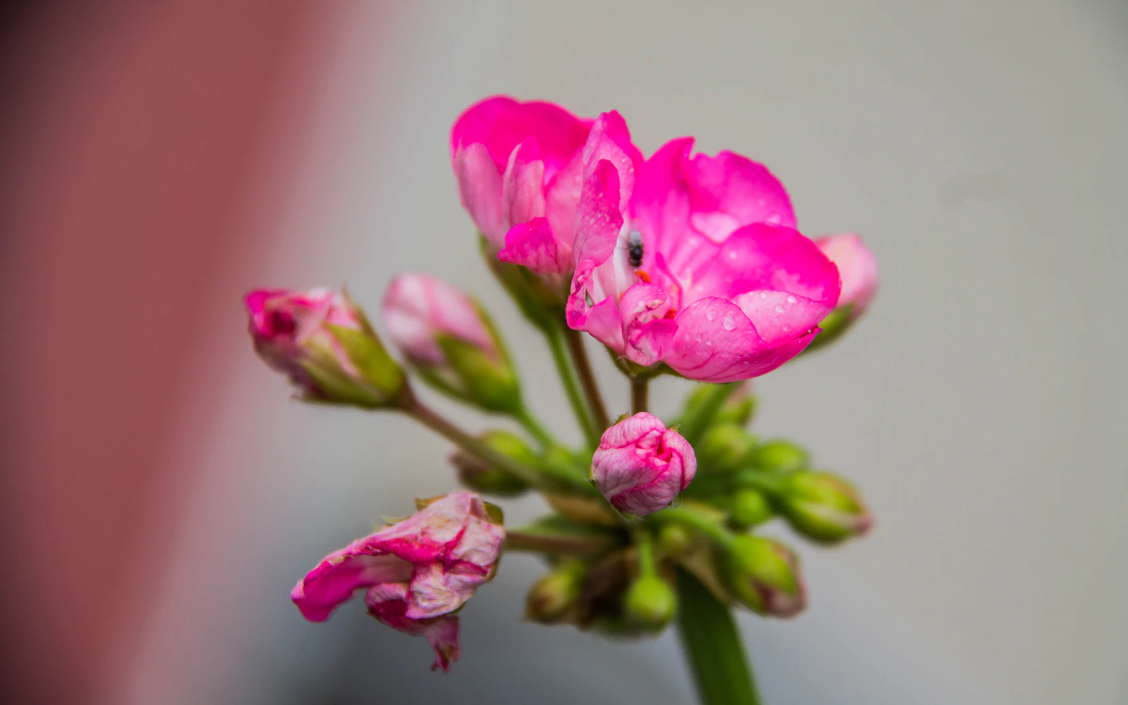 Vaaleanpunaisena kukkiva pelargoni aurinkoisella parvekkeella.