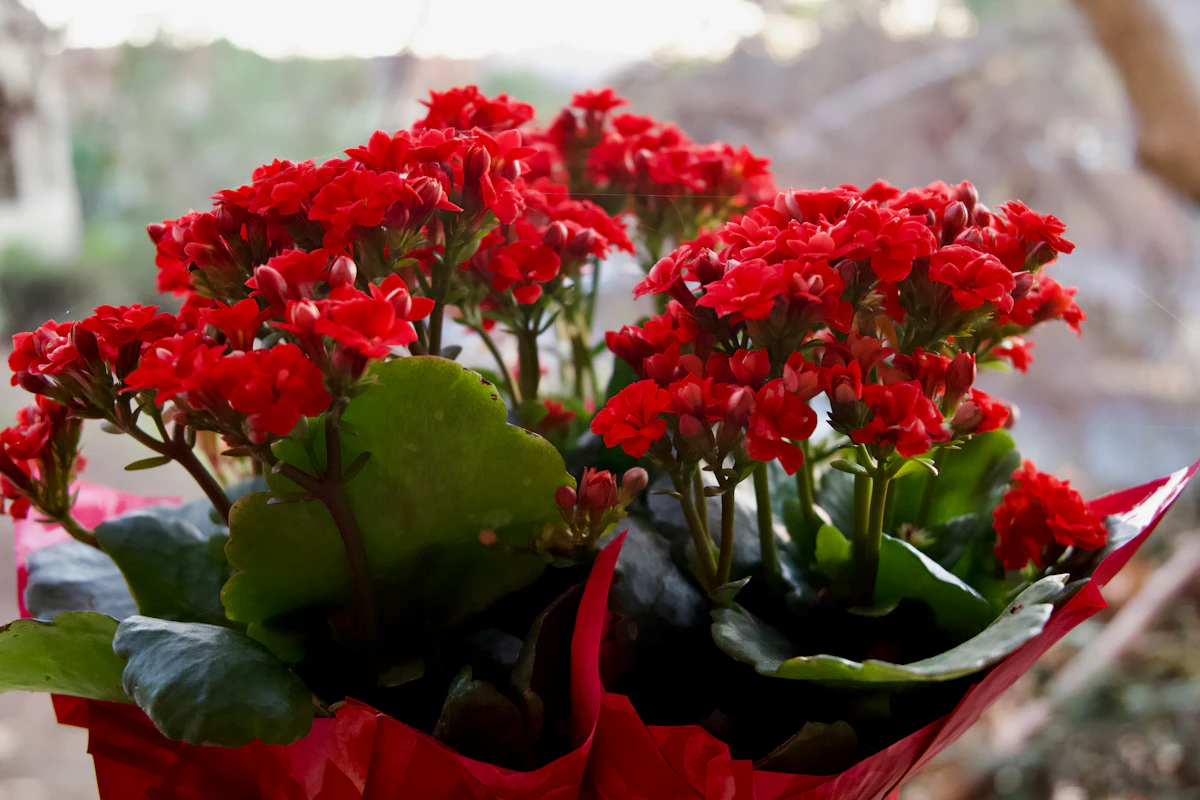 Tarhapelargonin ja muratti-pelargonin lehdet vierekkäin