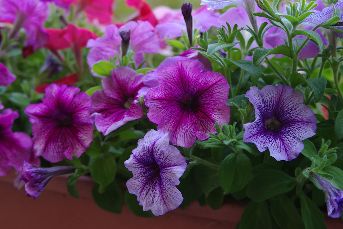 Petunia-parvekelaatikko aurinkoisena kesäpäivänä
