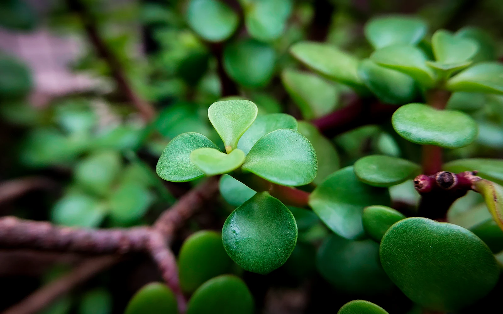 Rahapuun (Crassula ovata) paksuja, ovaaleja ja kiiltäviä lehtiä lähikuvassa.