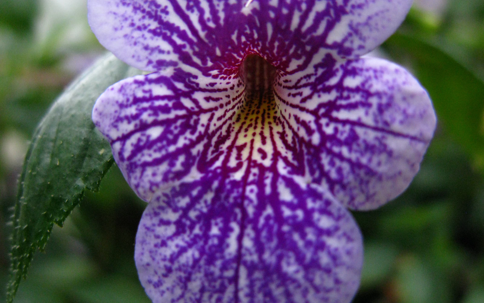 Violetinsinisiä soilikin kukkia pitkien varsien kärjessä lähikuvassa.