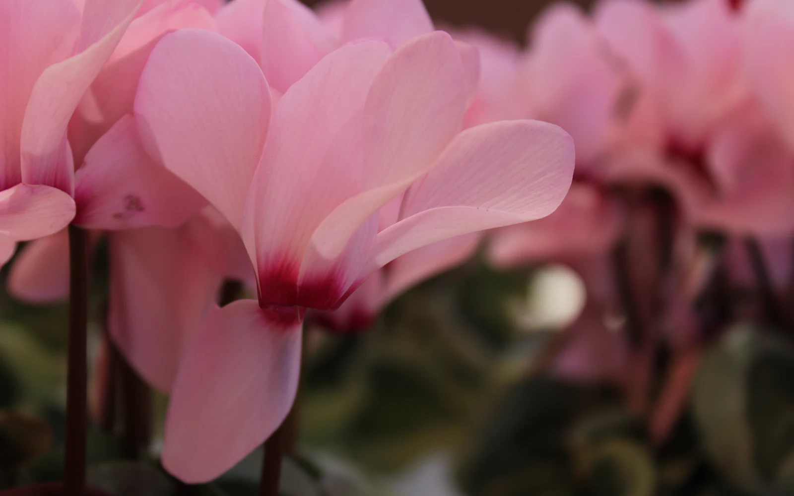 Vaaleanpunaisen syklaamin (Cyclamen persicum) kukinto, jossa terälehdet kääntyvät taaksepäin ja sydämenmuotoiset lehdet näkyvät alapuolella.