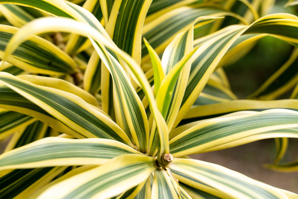 Tuoksutraakkipuun leveät vihreät lehdet vaaleammilla raidoilla