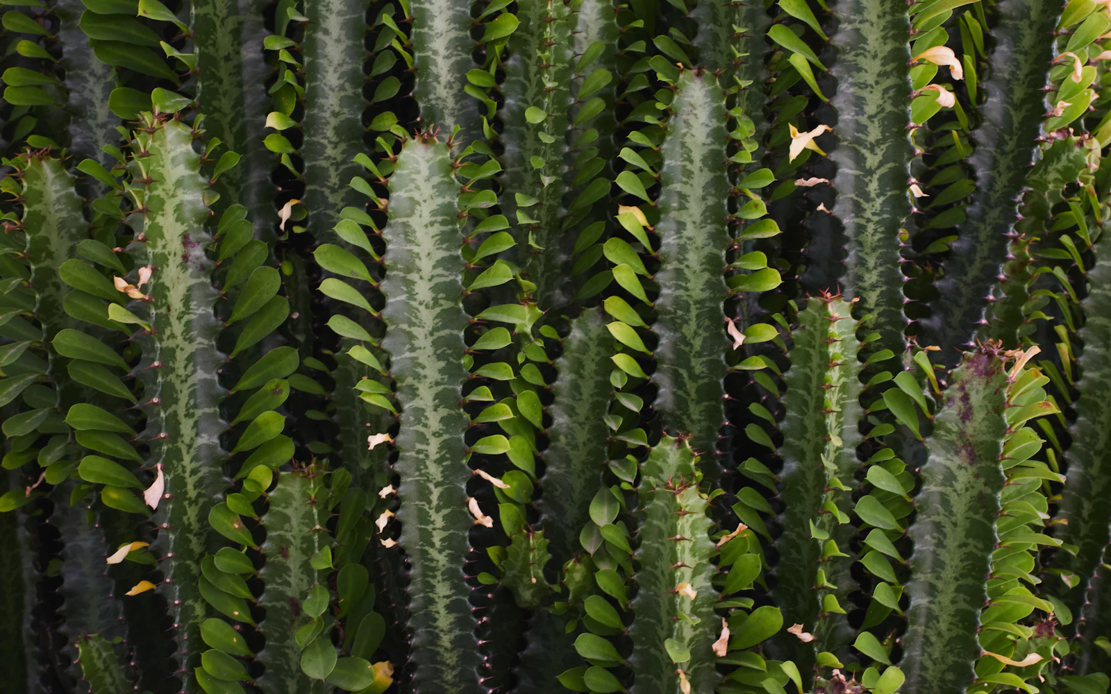 Pylvästyräkki (Euphorbia trigona) suuressa ruukussa, kolmikulmaiset varret ja pienet lehdet kärjessä.