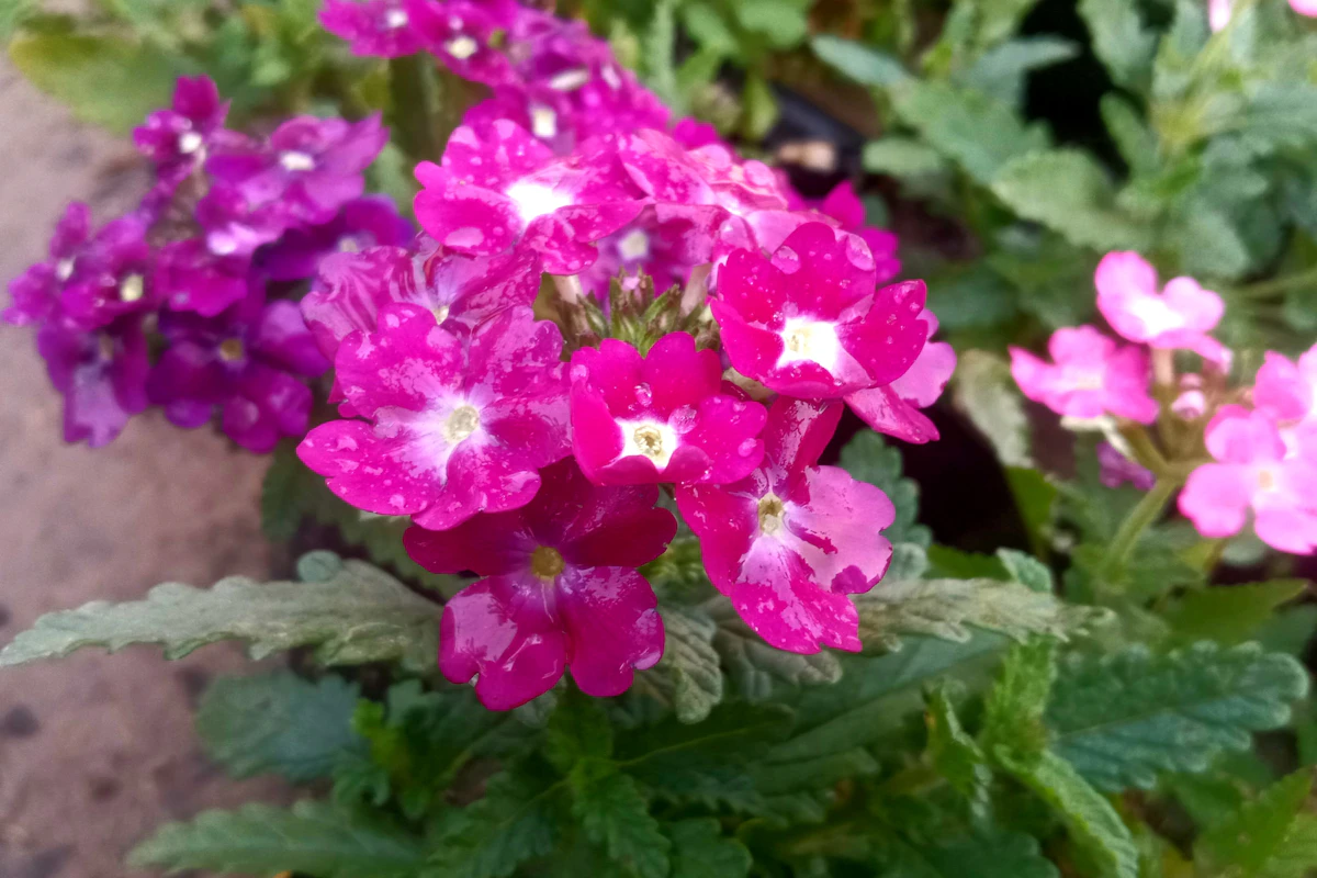 Verbenan lehtien lähikuva, joissa näkyy valkoista jauhotautipeitettä